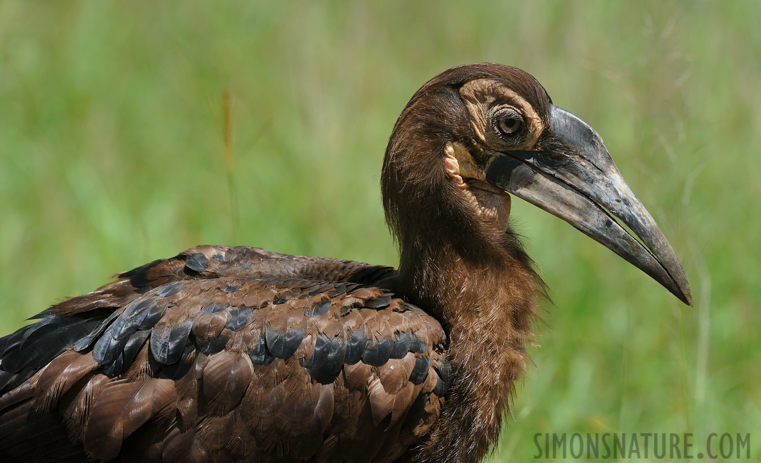 Bucorvus leadbeateri [280 mm, 1/1600 sec at f / 8.0, ISO 1000]